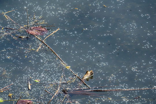 Obedska Bara - Obedska Swamp
