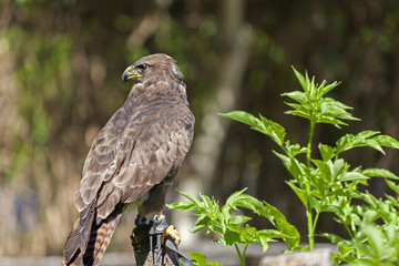 Close up of a Harris's buzzard (parabuteo unicinctus)  