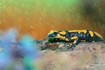 Salamander014