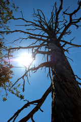 dead tree