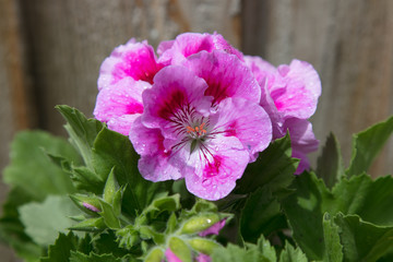 Martha Washington Geranium