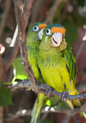 Two Orange Fronted Parakeets