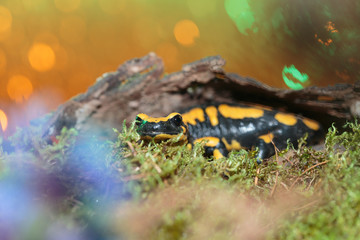 Obraz na płótnie Canvas Salamander018