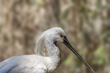 Eurasian spoonbill - Platalea leucorodia