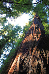 Sequoia tree