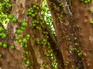 Jaboticaba tree with a lot of green fruits