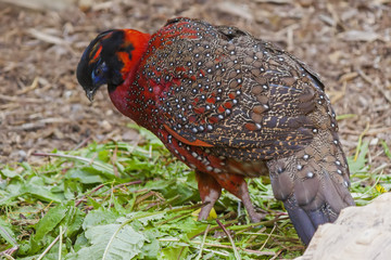Satyr tragopan (Tragopan satyra)