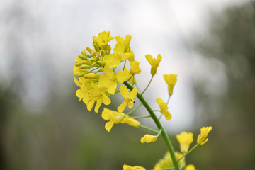 Field of yellow flowering oilseed rape in spring time (Brassica napus). Close up of blooming...