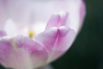 Pink Tulip Macro