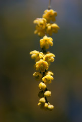 Tiny, yellow barberry flowers bloom on a spring day.