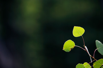 Young Aspen Leaves Against Deep Green Background
