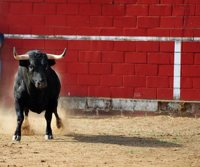 bull