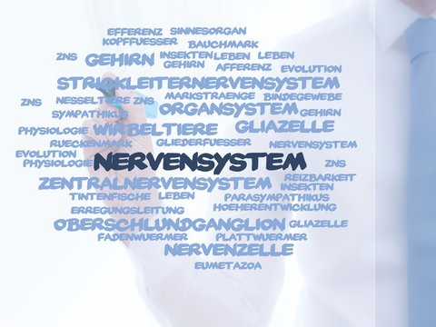 Nervensystem