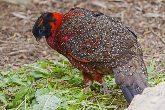 Satyr Tragopan (Tragopan Satyra)