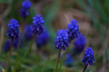 Fototapeta premium Macro Fleurs Mauve
