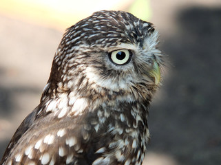 little owl close up shot in daylight showing face