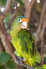 Orange Fronted Parakeet Sitting on a Branch