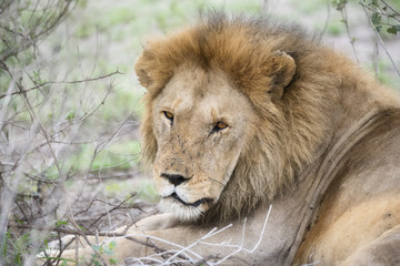 Naklejka na ściany i meble Male Lion with Scars on Face Resting in the Bush in Northern Tanzania