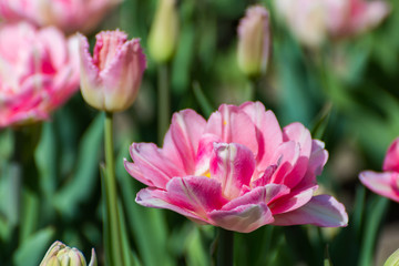 Pink tulips in the spring garden. Springtime flowering.