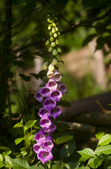 digitale plante médicinale