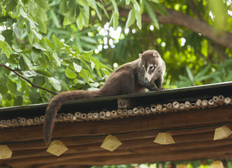 Coati Relaxing on the Roof Top