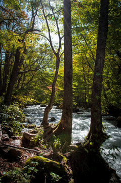 Idyllic nature of Oirase Gorge, Aomori, Japan