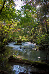 Naklejka na ściany i meble Idyllic nature of Oirase Gorge, Aomori, Japan