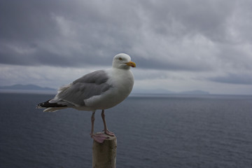 Mouette Irlande