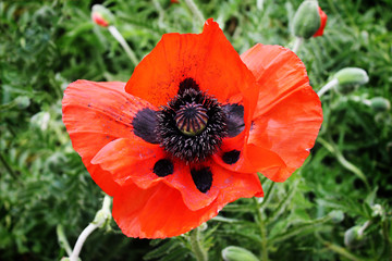 Red poppy in a field