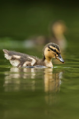 Mallard, Duck - Nestling