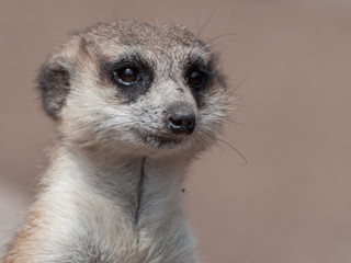 suricata