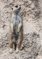 suricata