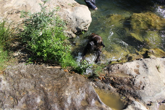 chien cane corso se relaxant dans un ruisseau