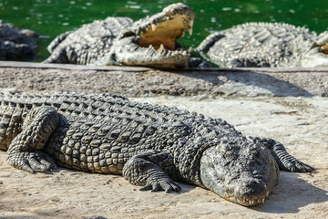 Fototapeta premium Crocodiles rest on the shore of the reservoir