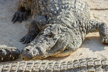 Crocodiles rest on the shore of the reservoir