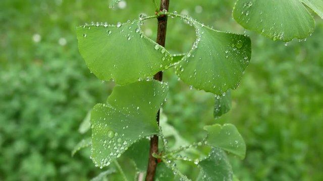 Detail of Ginkgo Branch with Drops of Water.Panning.