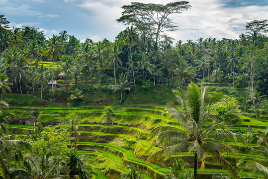 UBUD Pola Ryżowe Bali