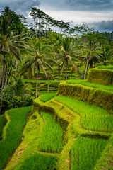 Taras ryżowy azja 