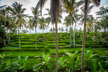 Pole ryżowe Bali