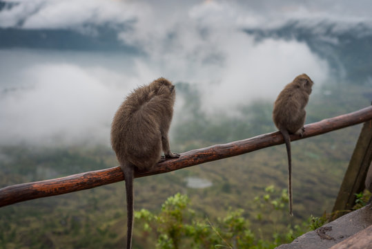 Malpa Bilder Durchsuchen 1,155 Archivfotos, und Videos