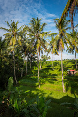 Obraz premium pola ryżowe ubud na tle palm