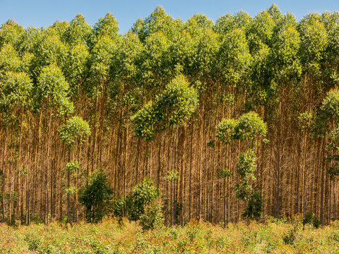 Eucalyptus plantation in Brazil