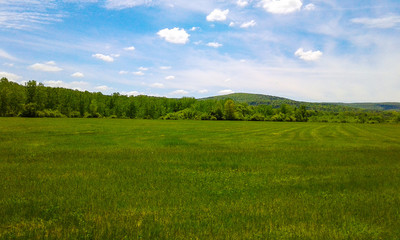 Summer Landscape