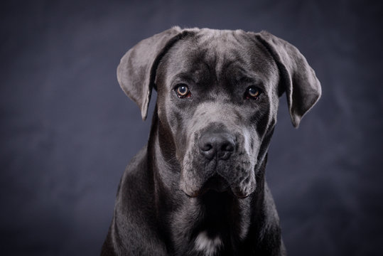 Portrait of a cane corso puppy