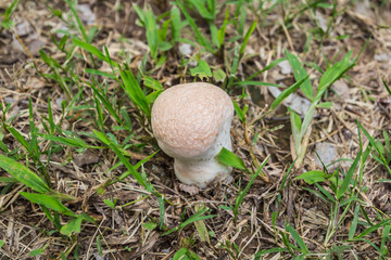 mushroom