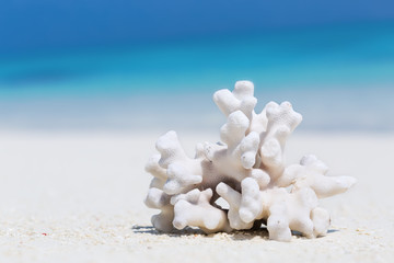 White coral on sandy Maldives beach