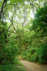 森の中のハイキングトレイル