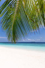 Naklejka na ściany i meble Tropical pristine beach with coconut palms