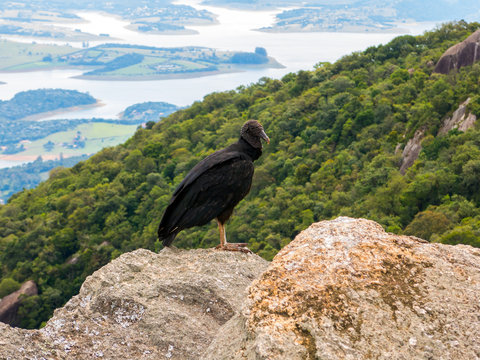 Black Vulture Coragyps atratus on rock with far background
