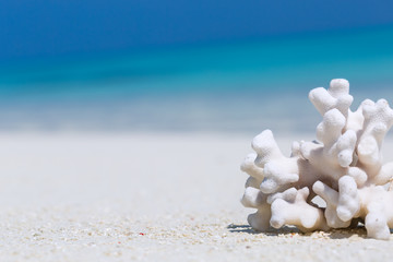 Fototapeta na wymiar White coral on sandy Maldives beach